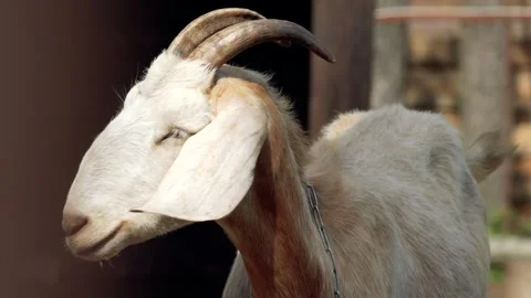 White goat Stock Footage 280297910