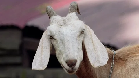 White goat Video stock 280297948