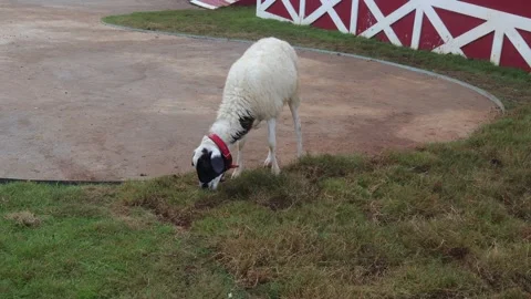 A white goat Video stock 324627478