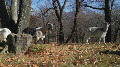 White Goat Forest Stock Footage 262427967