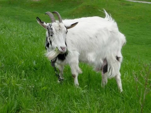 White goat on grass Foto stock