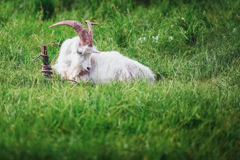 White goat in the grass Stockfoto's