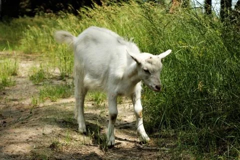 White goat grazes eats grass autumn summer forest hungry Stock Photos