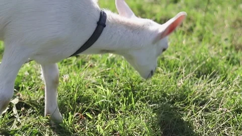 A white goat grazing on grass Stock Footage 246334721