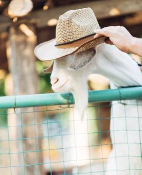 White goat with a hat. Stock Photos
