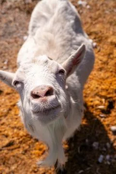White goat head looking at camera. Close up portrait of domestic farm animal 스톡 사진