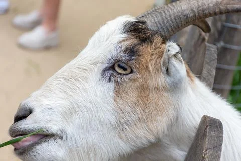 A white goat with horns eats grass through a fence Stock Photos