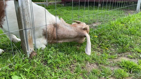 A white goat with horns eats, pinches and eats fresh green grass through a Stock Footage 197111699