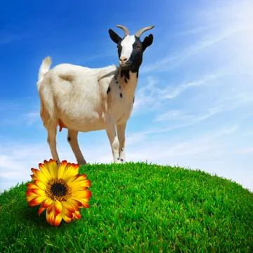 White goat Stock Illustration