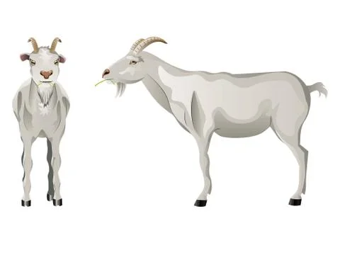 White Goat Stock Illustration