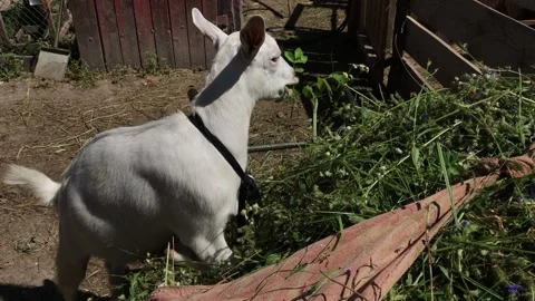A white goat jumped on a heap of plucked grass and eats it. Stock Footage 135678317