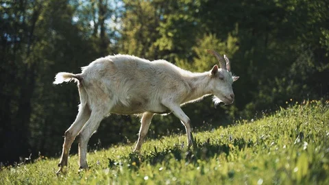 White goat leaving the frame Stock Footage 120138663