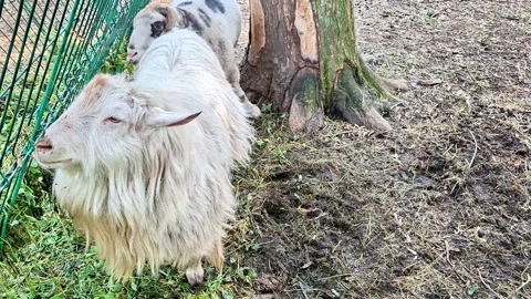 White Goat with Long Beard Standing Near Fence in Rustic Farm Stock-Footage 337863882