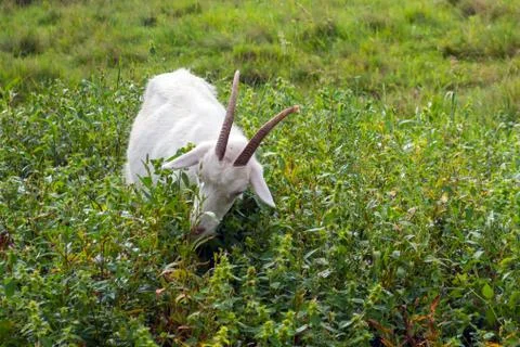 White goat with long horns gnaws tops from high grass Stock Photos