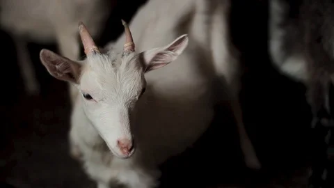White goat looking at the camera, close-up. Video stock 128587052
