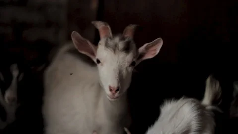 White goat looking at the camera, close-up. Stock Footage 128587073