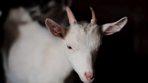 White goat looking at the camera, close-up Stock Footage 128587518