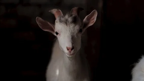 White goat looking at the camera, close-up Stock Footage 128587681