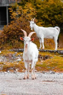 White goat looking at the camera Stock Photos