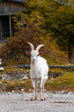 White goat looking at the camera Stock Photos