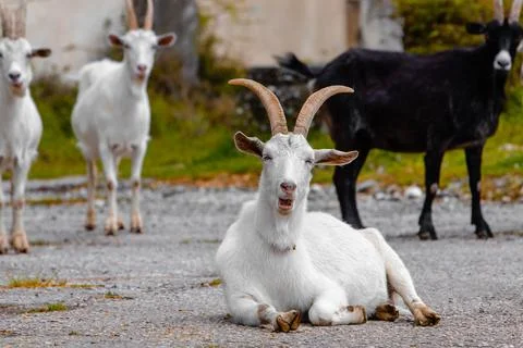 White goat looking at the camera Stock Photos