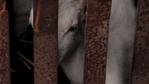 White goat looks at the camera through a metal rusty cage, close-up Stock Footage 128587920