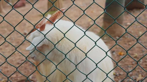 White goat looks at the camera through the green barbed wire fence Stock Footage 346237102