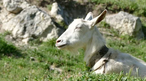 White Goat Lying on the Grass Stock Footage 62808252