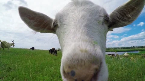 White goat on the meadow Stock Footage 51016791