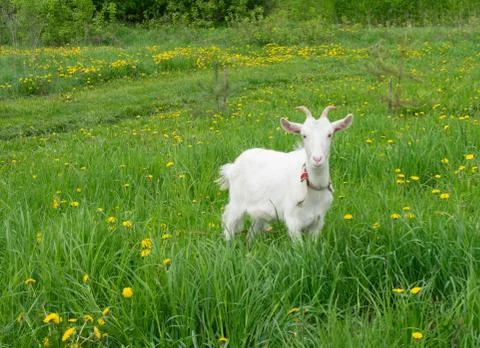 White goat on a meadow Stock Photos