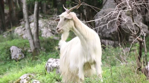 White goat in nature Video stock 42566162