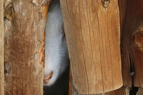 White goat peers through a hole on a wooden barn Stock Photos