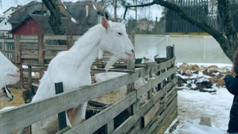 A white goat in the pen is fed with bread. Stock Footage 151841893