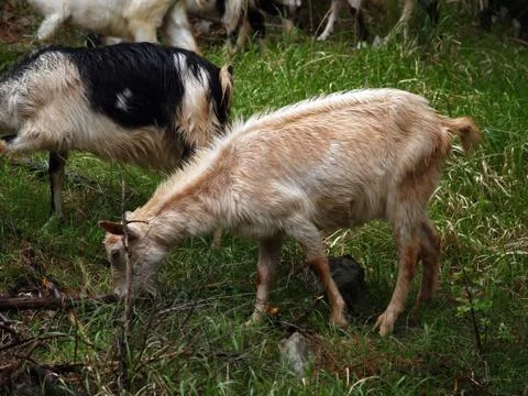 White goat Stock Photos