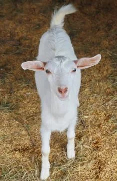 A white goat Stock Photos