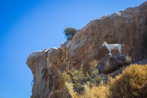 White Goat Stock Photos