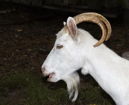 White goat Stock Photos
