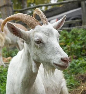 White goat Stock Photos
