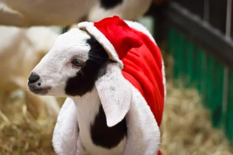 White goat Stock Photos