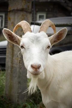 White goat Stock Photos