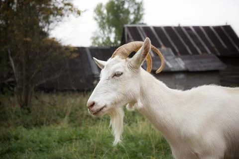 White goat Stock Photos