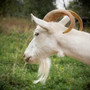 White goat Stock Photos