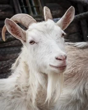 White goat Stock Photos