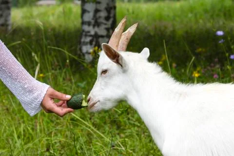 White goat Stock Photos