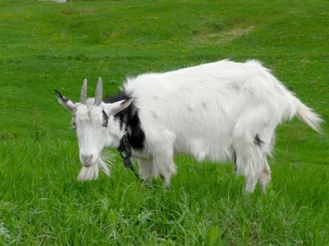 White goat Stock Photos