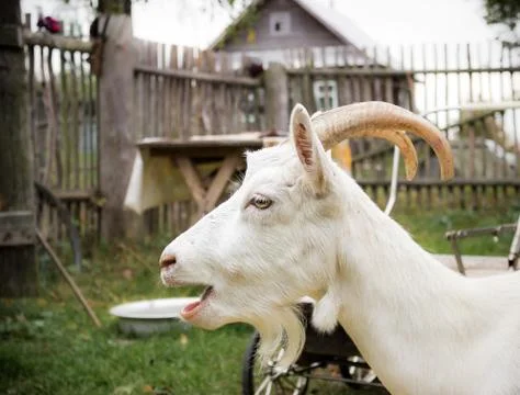 White goat Stock Photos