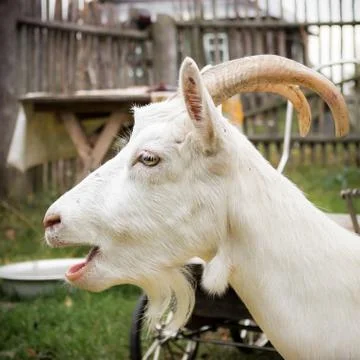 White goat Stock Photos