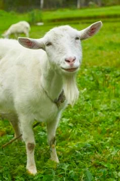 White goat Photos