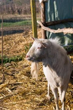 White goat. Stock Photos