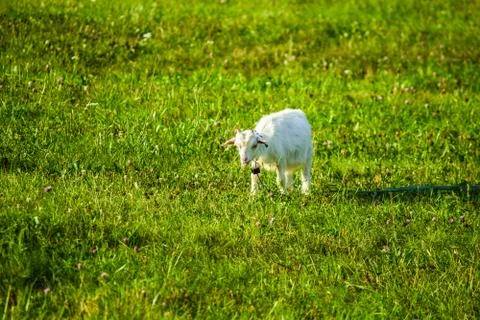 White goat Stock Photos